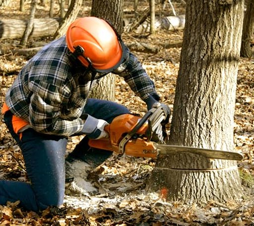 Tree Removal in Cologne, MN